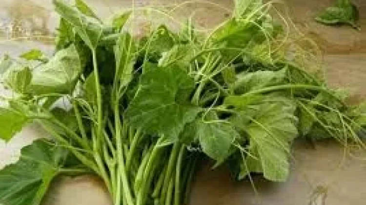 Pucuk Daun Labu, Sayur Sederhana dengan Segudang Manfaat Kesehatan