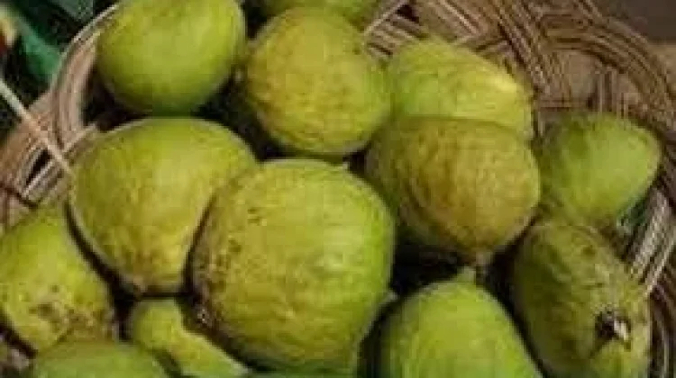Buah Gayang, Buah Lokal Kaya Gizi yang Mulai Dikenal Kembali