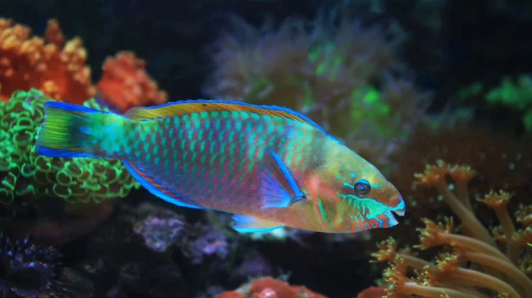 Fakta Ikan Kakatua, Punya Ribuan Gigi dan Bisa Menghasilkan Pasir Putih