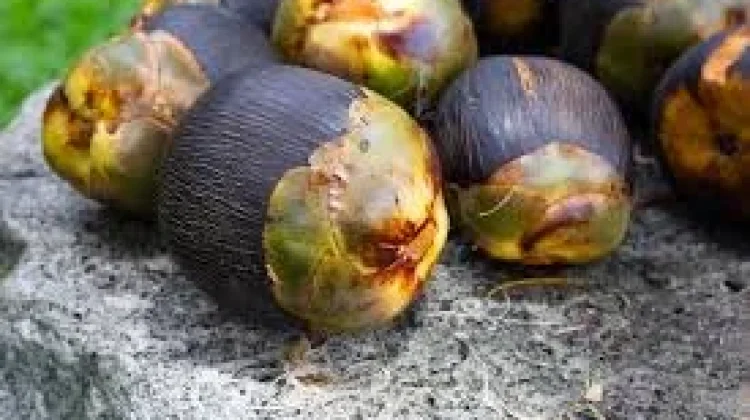 Manfaat Buah Lontar, Pangan Tradisional yang Kaya Gizi dari Daerah Kering Indonesi