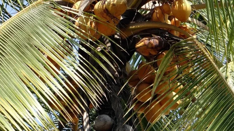 Manfaat Kelapa Merah, Varietas Langka yang Kaya Khasiat bagi Kesehatan