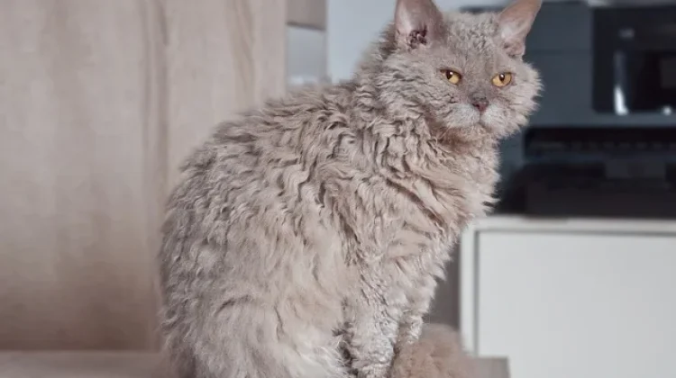 Fakta Unik Kucing dengan Bulu Seperti Domba yang Menggemaskan