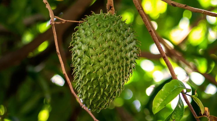 Manfaat Daun Sirsak untuk Kesehatan