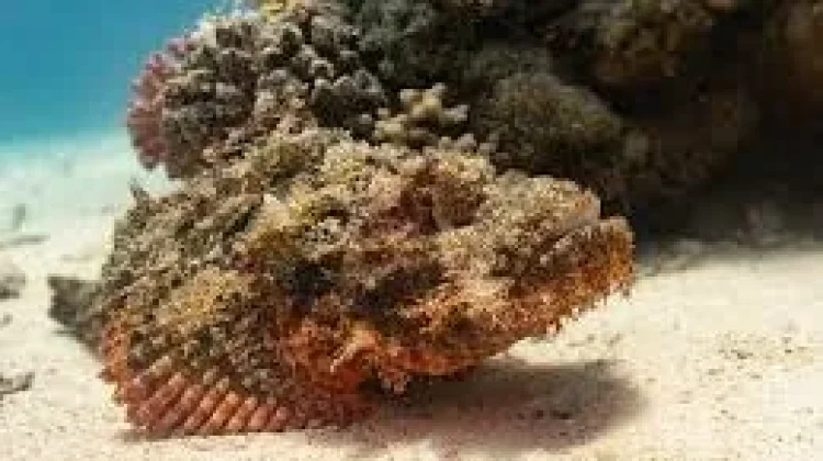 Ikan Malas: Fakta Unik Tentang Penghuni Air yang Santai