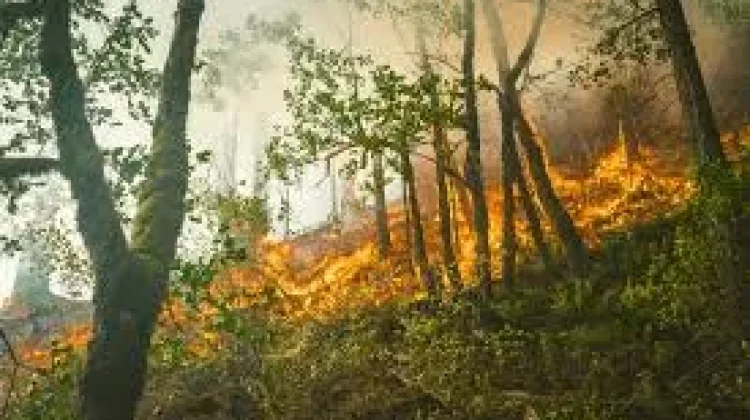 Musim Kemarau, BPBD Pacitan Himbau Masyarakat Waspada Kebakaran Hutan dan Lahan