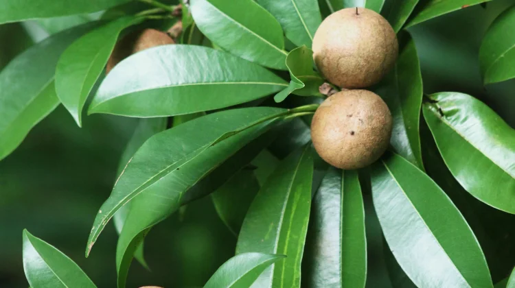 Tujuh Jenis Pohon Sawo Mini yang Cepat Berbuah