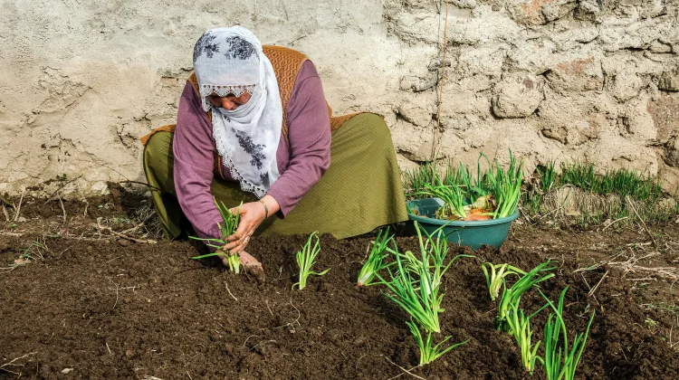 Sembilan Cara Membuat Kebun Bawang Mini agar Bisa Panen Tiap Hari