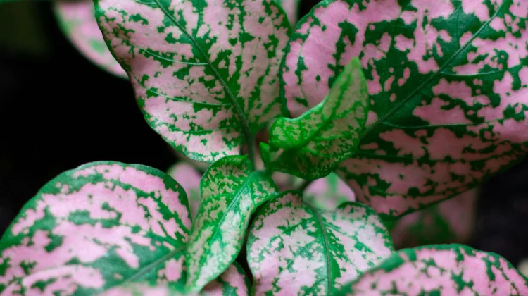 Cara Merawat Aglonema agar Subur dan Warna Daun Cantik Jelita