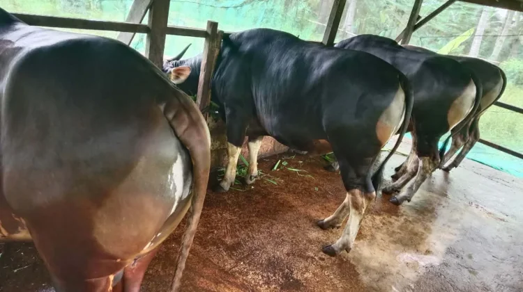 Penjualan Sapi Kurban Fakfak jelang Idul Adha Alami Peningkatan