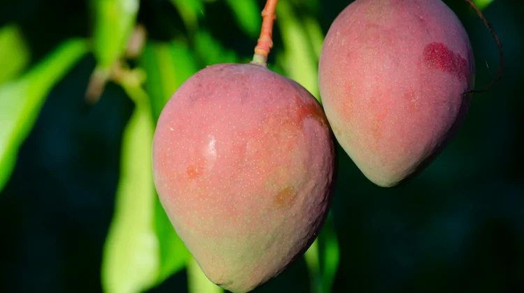 Tujuh Jenis Pohon Mangga yang Akarnya Tidak Merusak Pot dan Cocok untuk Tabulampot