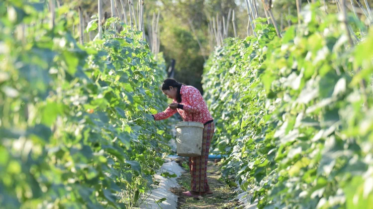 Tujuh Cara Membuat Kebun Pare