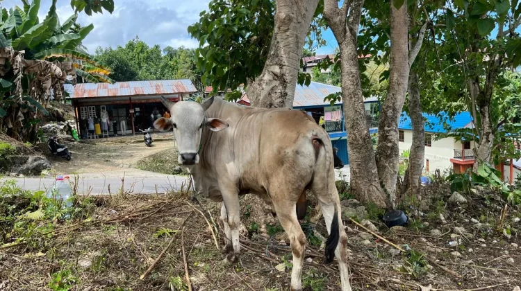 Sapi Kurban Presiden Tiba di Masjid Agung Fakfak