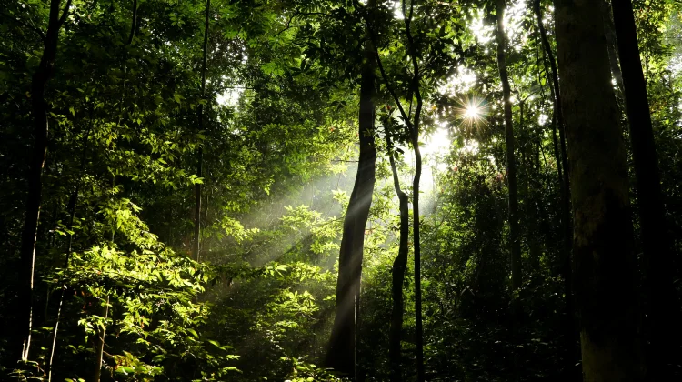 Tujuh Manfaat Hutan bagi Kehidupan Manusia dan Lingkungan yang Jarang Disadari