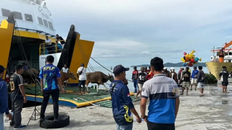 Distribusi Sapi Kurban Menjelang Iduladha Diawasi Ketat KSOP