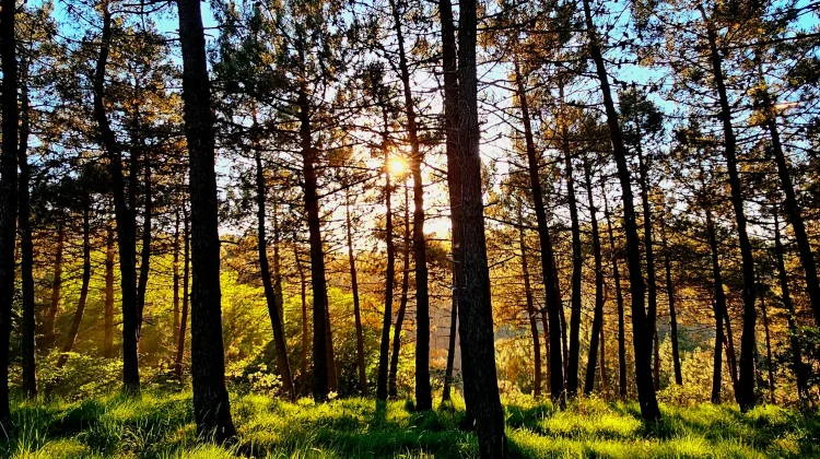 Peran Matahari bagi Kehidupan: Menjaga Kesehatan Manusia dan Kesuburan Tumbuhan