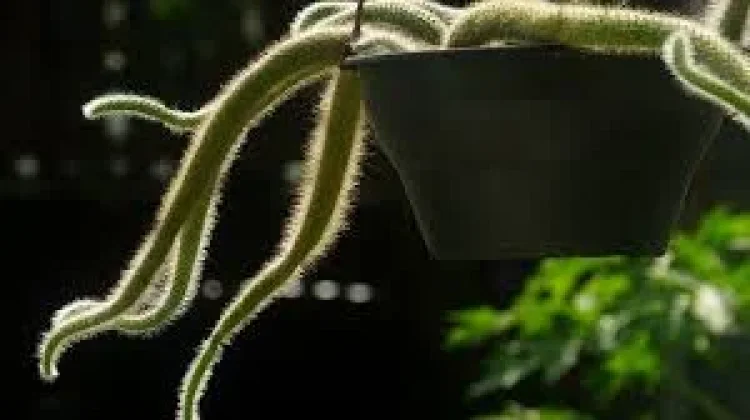 Kaktus Ekor Monyet: Tanaman Unik dengan Rambut Putih Menjuntai