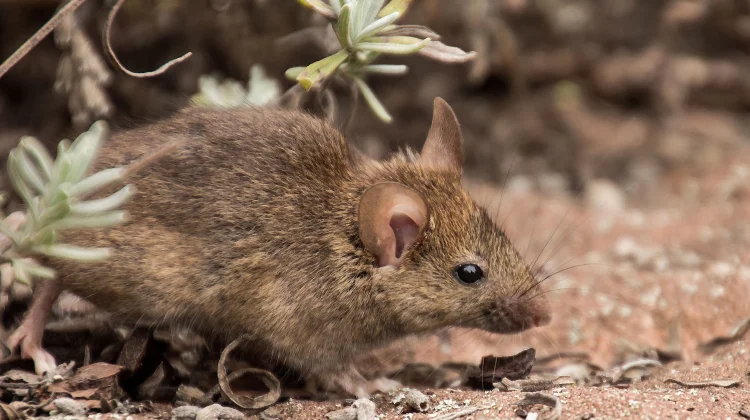 Fakta Unik Tikus Gurun (Gerbil) yang Jarang diketahui