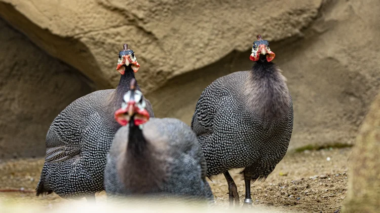 Mengenal Ayam Mutiara, Unggas Unik Asal Afrika