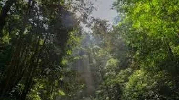 Beberapa Alasan dan Cara Menjaga Keanekaragaman Hayati