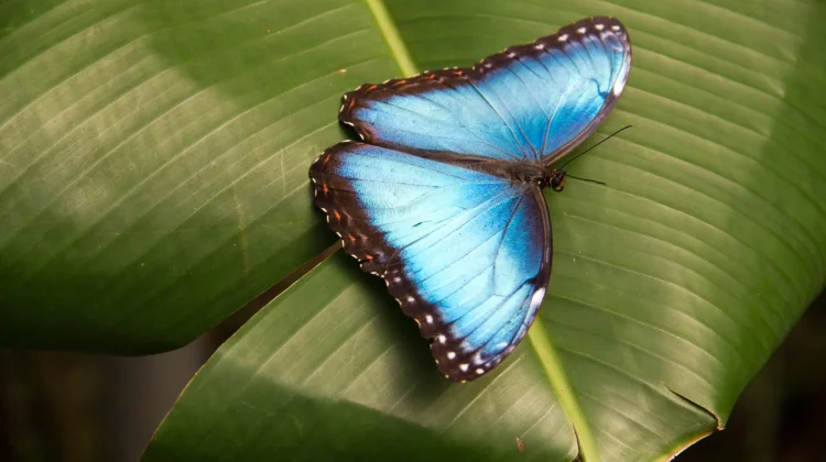 Fakta Menarik Kupu-Kupu Large Blue di Sarang Semut