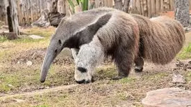 Mengenal Hewan Anteater