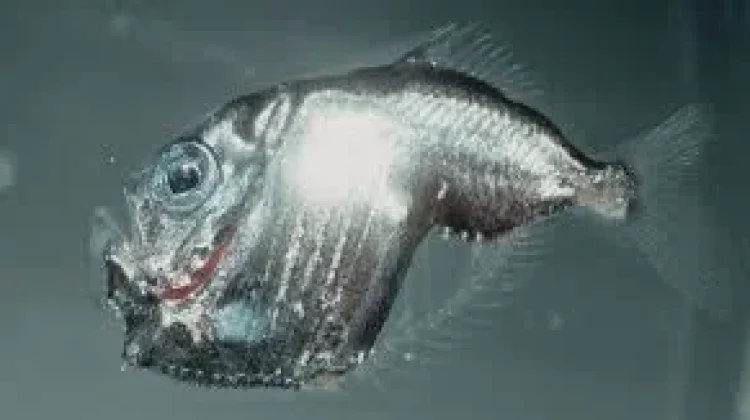 Hatchetfish: Ikan Laut dalam Berbentuk Kapak