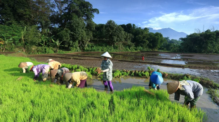 Mengapa Ketahanan Pangan Menjadi Isu Penting di tengah Perubahan Iklim?
