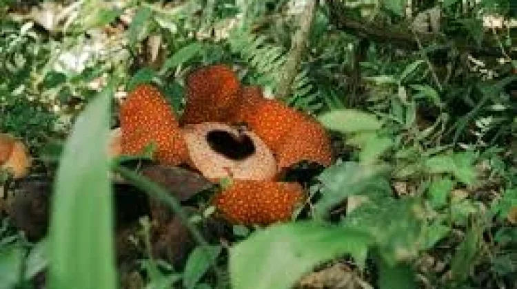 Flora Endemik Indonesia, Kekayaan Hayati yang Mendunia