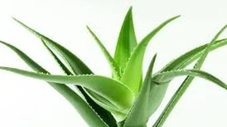 Fakta tentang Lidah Buaya: Tanaman Serbaguna dengan Segudang Manfaat