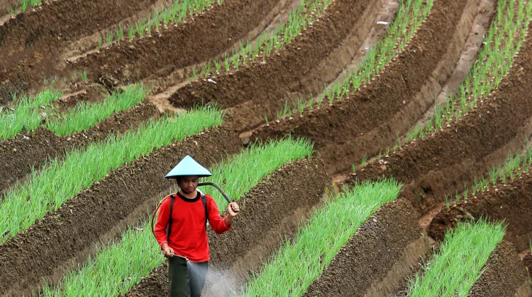 Peran Petani dalam Memperkuat Ketahanan Pangan Indonesia