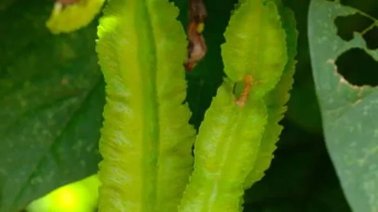 Banyak Manfaat yang Dikandung Sayur Kecipir Bagi Tubuh