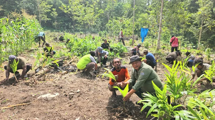 Dari Kampung Kiat, Gerakan Pelestarian Pinang Endemik Fakfak Dimulai