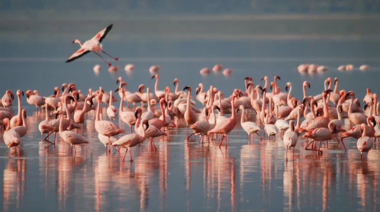 Mengapa Flamingo Berwarna Merah Muda?