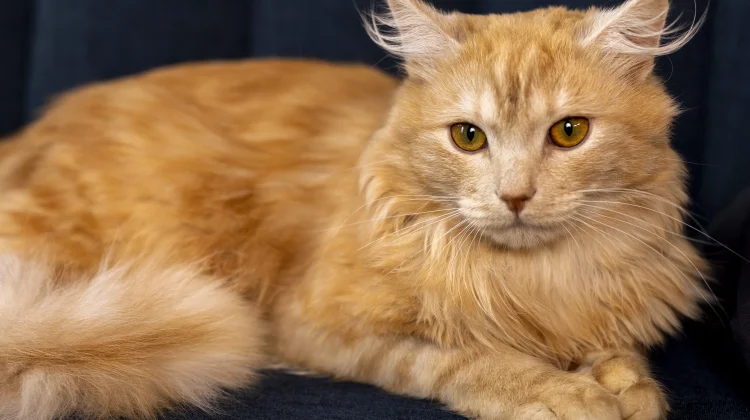 Fakta Menarik Ras Kucing Somali, Hewan Cerdas yang Punya Umur Panjang