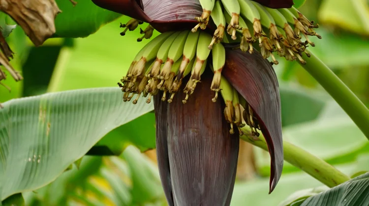 Cara Mengolah Jantung Pisang agar Lezat dan Tidak Sepat