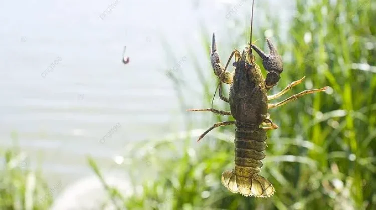 Udang Air Tawar: Potensi, Jenis, dan Cara Budidaya