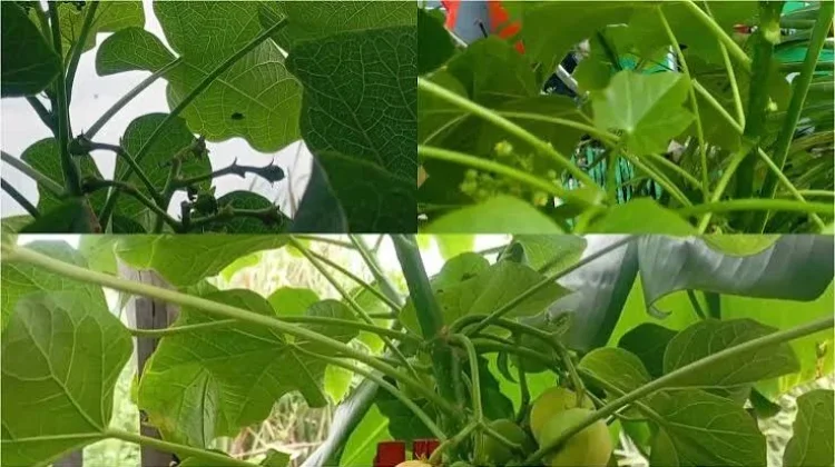 Ragam Manfaat Daun Jarak