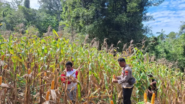 Sinergi Polri dan Petani Berbuah Hasil, Jagung Hibrida Wurkendik Berhasil Dipanen