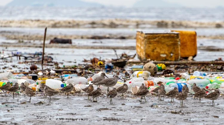 Mengungkap Bahaya Pencemaran Sampah Plastik dan Cara Mengatasinya