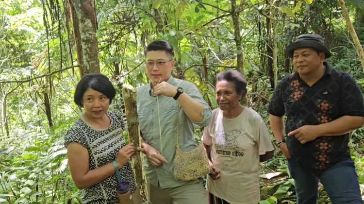 Pohon Pogah Fakfak Curi Perhatian Pelaku Usaha, Berpeluang Tembus Pasar Global