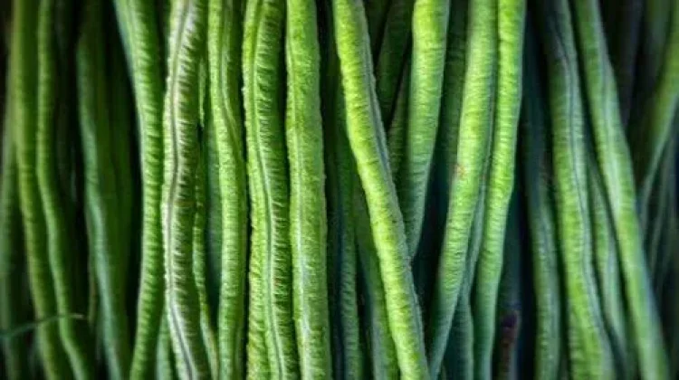 Asal Usul Sayur Kacang Panjang