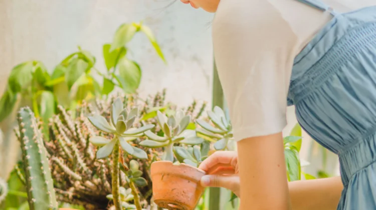 Empat Tips Cara Merawat Kaktus untuk Pemula