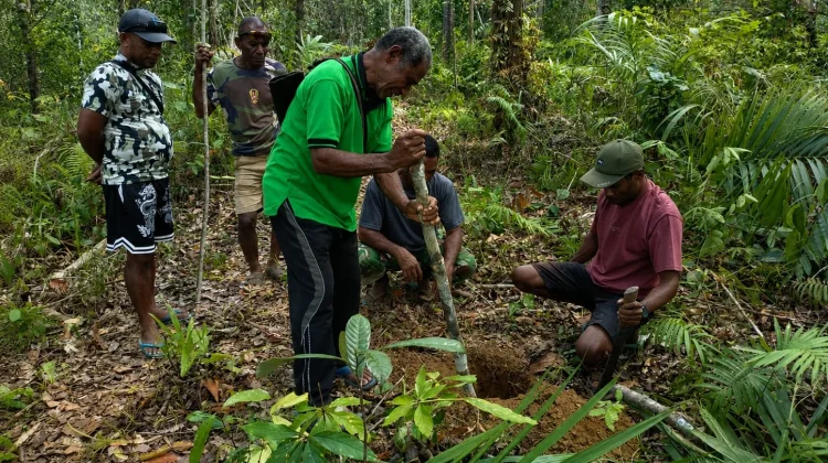 Pendampingan Lapangan Perkuat Program Pala Unggul di Distrik Karas