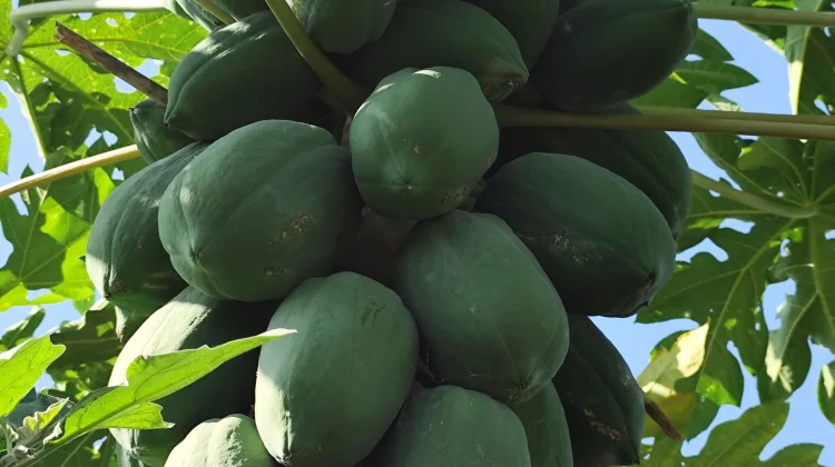 Cara Mengolah Keripik Pepaya yang Renyah dan Lezat