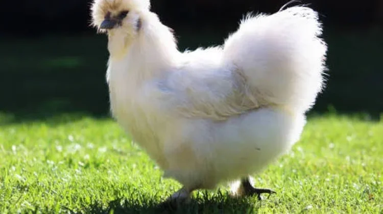 Jenis-Jenis Ayam Unik yang Menarik Perhatian