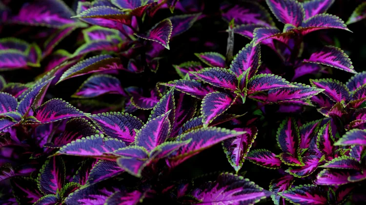 Sepuluh Tanaman Hias Indoor Dengan Daun Warna Warni