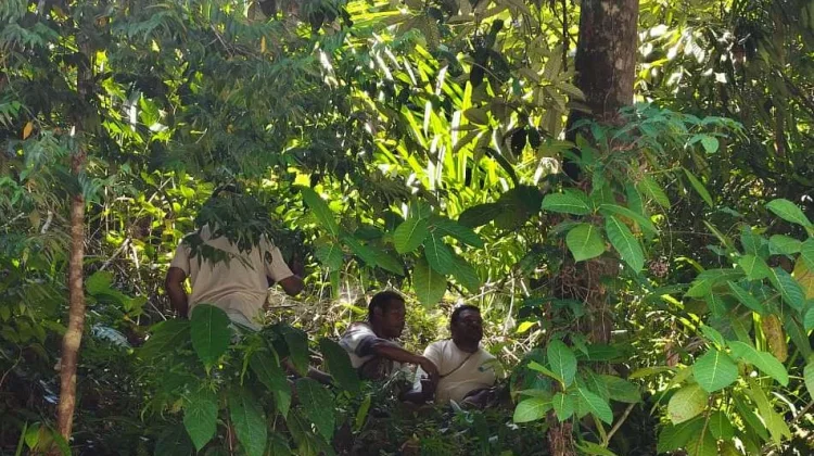 Prosesi Adat Siri Pinang Awali Penebangan Pohon Pala di Kampung Porum