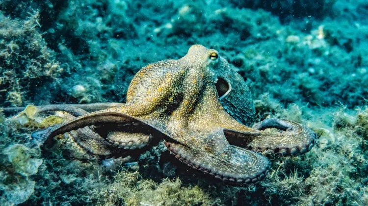 Menjelajahi Keunikan Hewan Laut: Fakta Menakjubkan dari Dunia Bawah Air