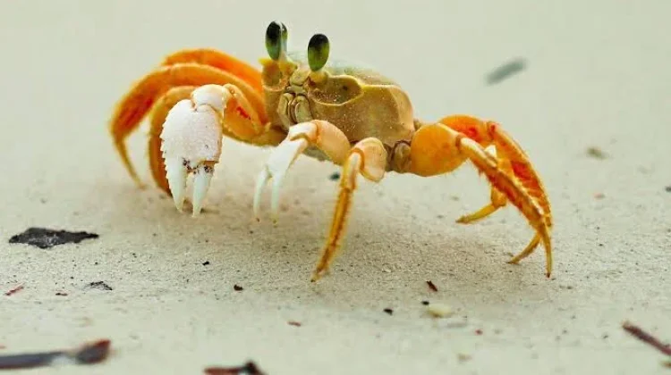 Dunia Kepiting: Hewan Berpikir Unik dengan "Baju Besi" Alami
