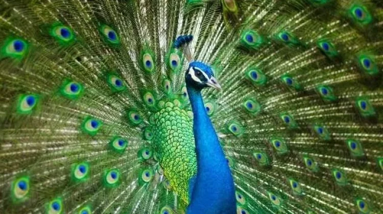 Fakta Menarik Burung Merak, Si Cantik dengan Ekor Spektakuler